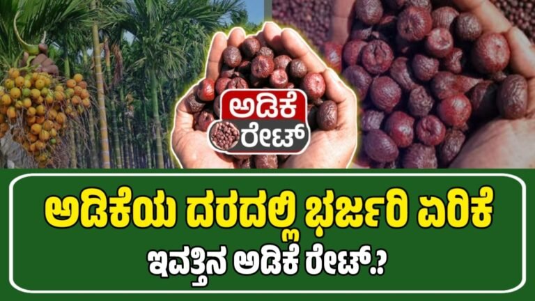 ಅಡಿಕೆ ಧಾರಣೆ: 11 ಆಗಸ್ಟ್ 2025 ರಲ್ಲಿ ಮಾರುಕಟ್ಟೆಯ ಬೆಲೆಗಳು | Today Adike Rete