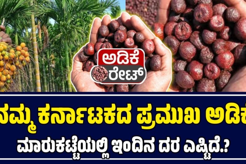 ಇಂದಿನ ಅಡಿಕೆ ಧಾರಣೆ: 10 ಸೆಪ್ಟೆಂಬರ್ 2025 – ಕರ್ನಾಟಕದ ಪ್ರಮುಖ ಮಾರುಕಟ್ಟೆಗಳಲ್ಲಿ ಅಡಿಕೆ ರೇಟ್ | Today Adike Rete 