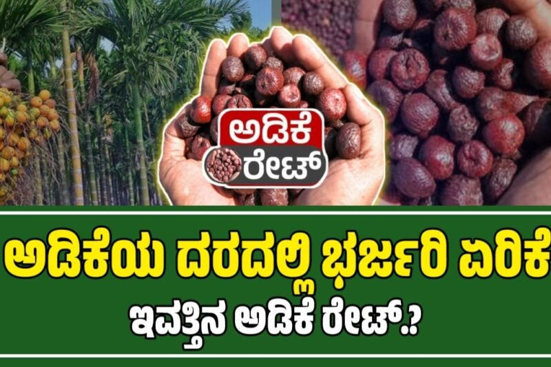 ಅಡಿಕೆ ಧಾರಣೆ | 12 ಸೆಪ್ಟೆಂಬರ್ 2025 | ಇವತ್ತು ಯಾವ್ಯಾವ ಅಡಿಗೆ ಎಷ್ಟಿದೆ ರೇಟ್‌? Today Adike Rate