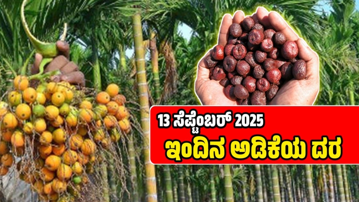 ಅಡಿಕೆ ಧಾರಣೆ