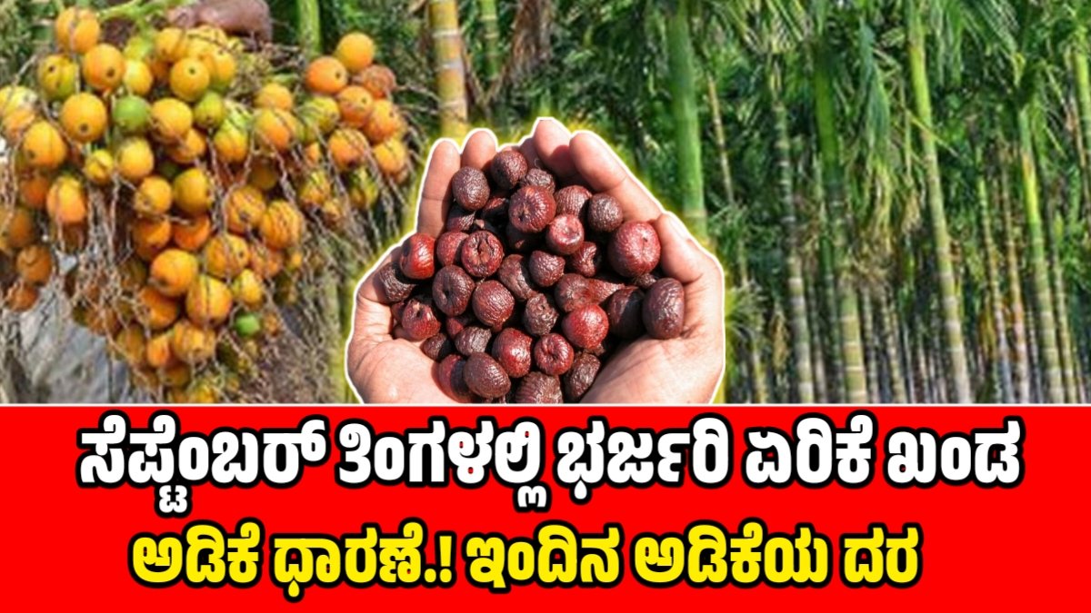 ಅಡಿಕೆ ಧಾರಣೆಯ ಏರಿಕೆ