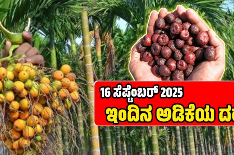 ಅಡಿಕೆ ಧಾರಣೆ | 16 ಸೆಪ್ಟೆಂಬರ್ 2025 | ಇವತ್ತು ಯಾವ್ಯಾವ ಅಡಿಗೆ ಎಷ್ಟಿದೆ ರೇಟ್‌? Today Adike Rate