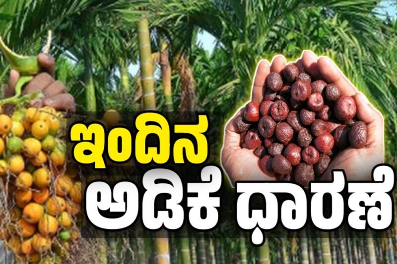 ಇಂದಿನ ಅಡಿಕೆ ಬೆಲೆ: 24 ಅಕ್ಟೋಬರ್ 2025 – ಕರ್ನಾಟಕದ ಪ್ರಮುಖ  ಮಾರುಕಟ್ಟೆಗಳಲ್ಲಿ ಇಂದಿನ ಅಡಿಕೆ ಬೆಲೆಗಳ ವಿವರಣೆ | Today Adike Rete 