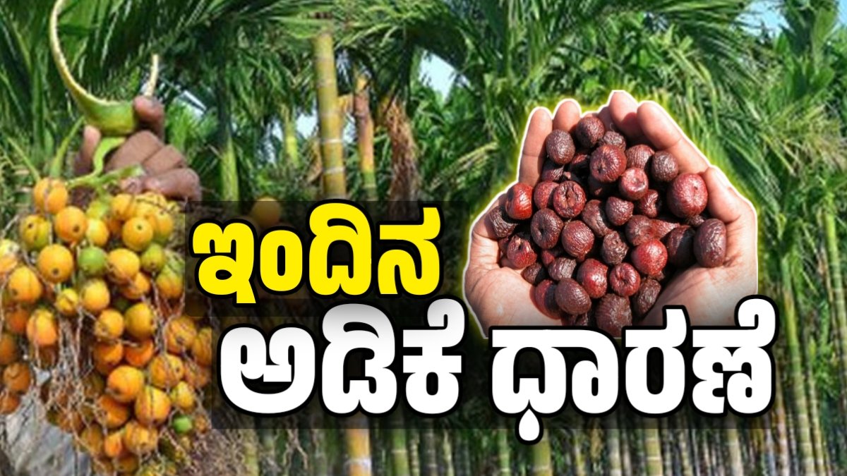ಅಡಿಕೆ ಧಾರಣೆ