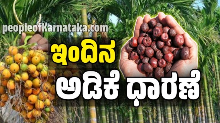 ಅಡಿಕೆ ಧಾರಣೆ | 13 ಅಕ್ಟೋಬರ್ 2025  | ಇಂದಿನ ಅಡಿಕೆಗೆ ಎಷ್ಟಿದೆ ರೇಟ್‌ | Today Adike Rate