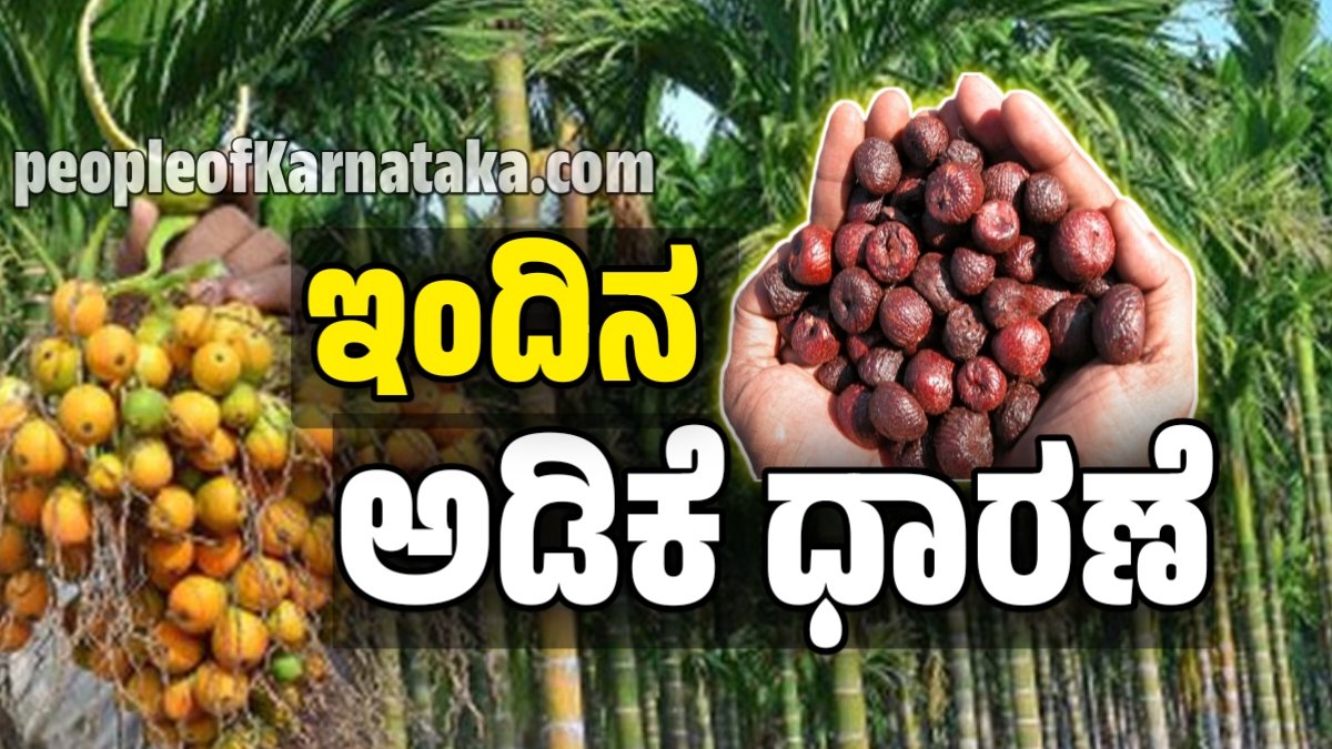 ಅಡಿಕೆ ಧಾರಣೆ