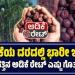 ಅಡಿಕೆ ಧಾರಣೆ