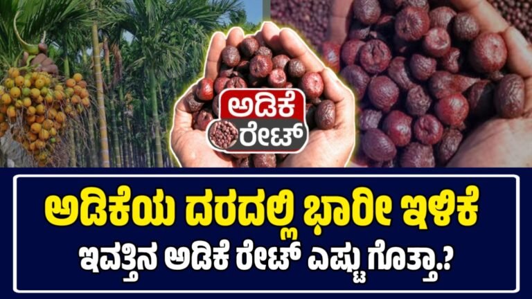ಅಡಿಕೆ ಧಾರಣೆ | 28 ಸೆಪ್ಟೆಂಬರ್ 2025 | ಅಡಿಕೆ ದರದಲ್ಲಿ ಭಾರಿ ಇಳಿಕೆ | ಇಂದಿನ ಅಡಿಕೆಗೆ ಎಷ್ಟಿದೆ ರೇಟ್? Today Adike Rate