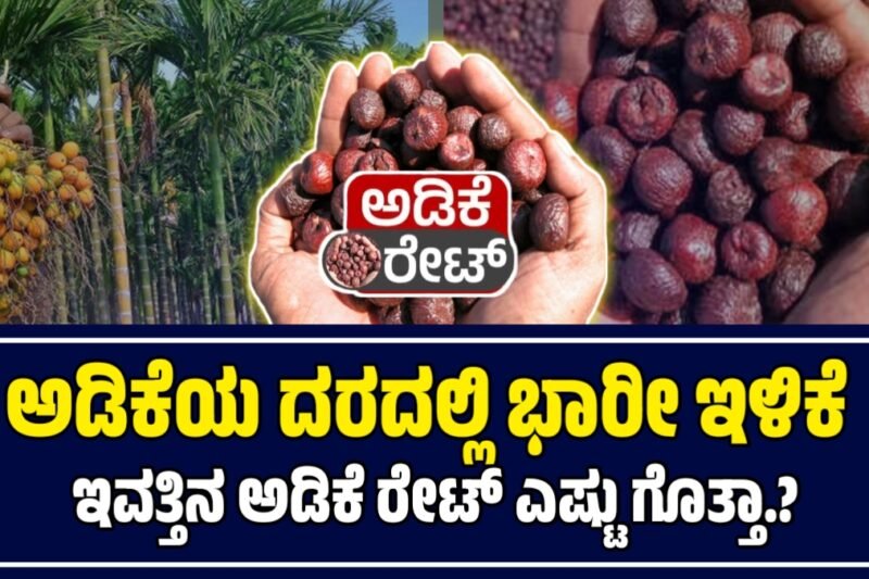 ಅಡಿಕೆ ಧಾರಣೆ | 20 ಅಕ್ಟೋಬರ್ 2025  | ಇಂದಿನ ಅಡಿಕೆಗೆ ಎಷ್ಟಿದೆ ರೇಟ್‌ | Today Adike Rate