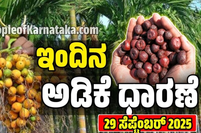 ಅಡಿಕೆ ಧಾರಣೆ | 29 ಸೆಪ್ಟೆಂಬರ್ 2025 | ಇಂದಿನ ಅಡಿಕೆಗೆ ಎಷ್ಟಿದೆ ರೇಟ್‌ | Today Adike Rate
