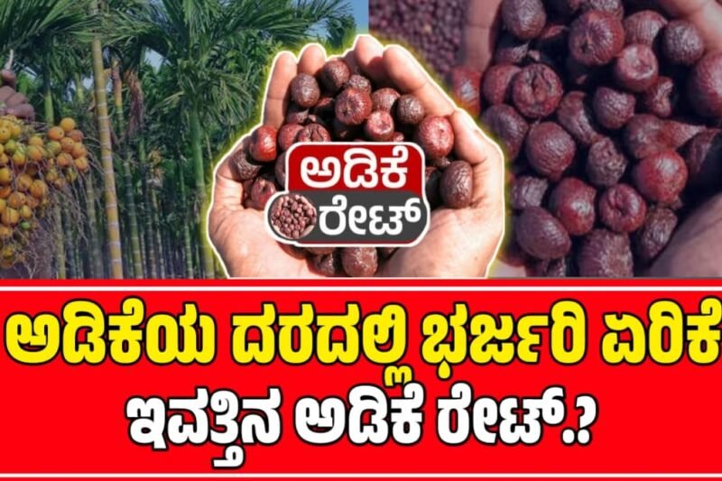ಅಡಿಕೆ ಧಾರಣೆ | 01 ಅಕ್ಟೋಬರ್ 2025  | ಇಂದಿನ ಅಡಿಕೆಗೆ ಎಷ್ಟಿದೆ ರೇಟ್‌ | Today Adike Rate