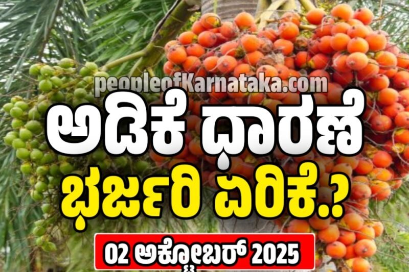 ಅಡಿಕೆ ಧಾರಣೆ: ರಾಜ್ಯದಲ್ಲಿ ಅಡಿಕೆ ಬೆಲೆ ಭಾರಿ ಏರಿಕೆ..! ರೈತರಲ್ಲಿ ಹೆಚ್ಚಿದ ಸಂತಸ, ಇಂದಿನ ಬೆಲೆ ಎಷ್ಟಿದೆ | Today Adike Rate
