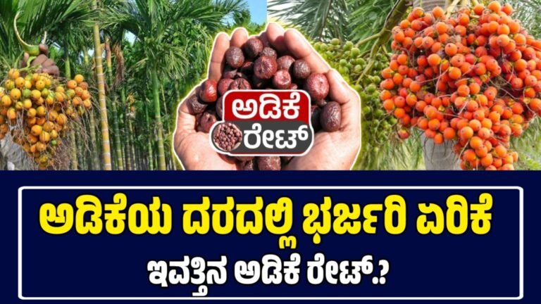 ಕರ್ನಾಟಕದಲ್ಲಿ ಅಡಿಕೆ ಮಾರುಕಟ್ಟೆಯ ಭರ್ಜರಿ ಏರಿಕೆ: 14 ಅಕ್ಟೋಬರ್ 2025ರ ದರಗಳು | Today Adike Rete