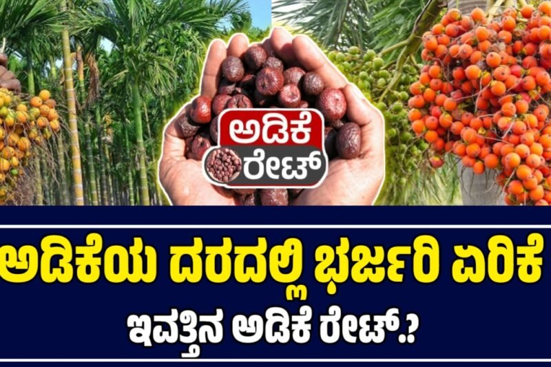 ಇಂದಿನ ಅಡಿಕೆ ಬೆಲೆ | 21 ಅಕ್ಟೋಬರ್ 2025  | ಇಂದಿನ ಅಡಿಕೆಗೆ ಎಷ್ಟಿದೆ ರೇಟ್‌ | Today Adike Rate