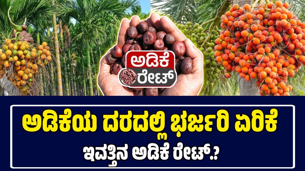 ಅಡಿಕೆ ಧಾರಣೆ