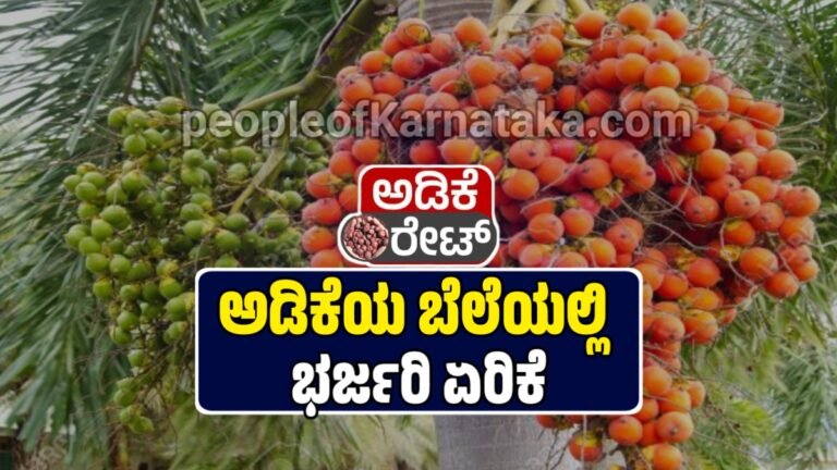 ಅಡಿಕೆ ಬೆಳೆಗಾರರಿಗೆ ಗುಡ್ ನ್ಯೂಸ್ ಕ್ವಿಂಟಲ್‌ಗೆ ಬರೋಬ್ಬರಿ ₹65,000 ಗಡಿ ದಾಟಿದ ಅಡಿಕೆ ಬೆಲೆ.!