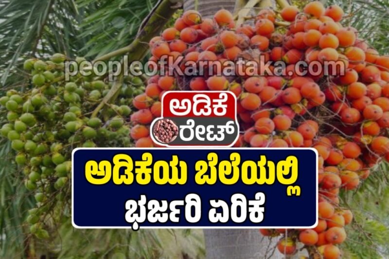ಅಡಿಕೆ ಧಾರಣೆ | 12 ಅಕ್ಟೋಬರ್ 2025  | ಇಂದಿನ ಅಡಿಕೆಗೆ ಎಷ್ಟಿದೆ ರೇಟ್‌ | Today Adike Rate