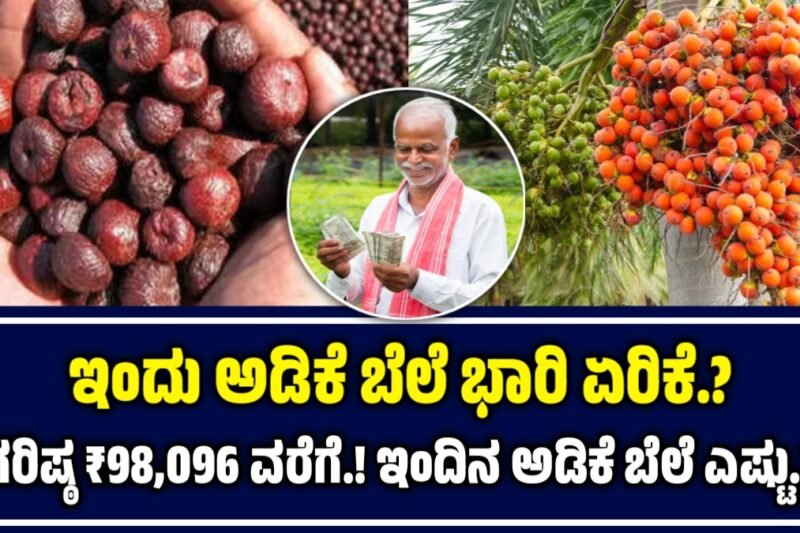 ಅಡಿಕೆ ಧಾರಣೆ | 11 ಅಕ್ಟೋಬರ್ 2025  | ಇಂದಿನ ಅಡಿಕೆಗೆ ಎಷ್ಟಿದೆ ರೇಟ್‌ | Today Adike Rate