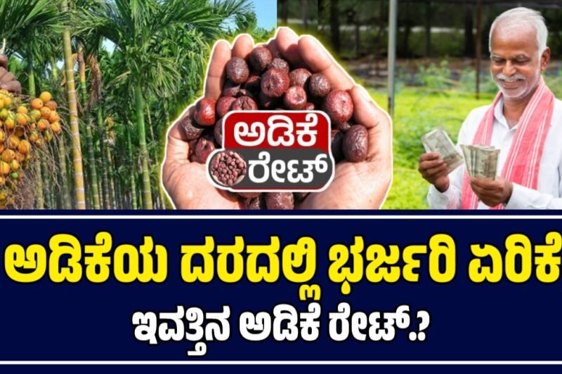 ಅಡಿಕೆ ಧಾರಣೆ | 18 ಅಕ್ಟೋಬರ್ 2025  | ಇಂದಿನ ಅಡಿಕೆಗೆ ಎಷ್ಟಿದೆ ರೇಟ್‌ | Today Adike Rate