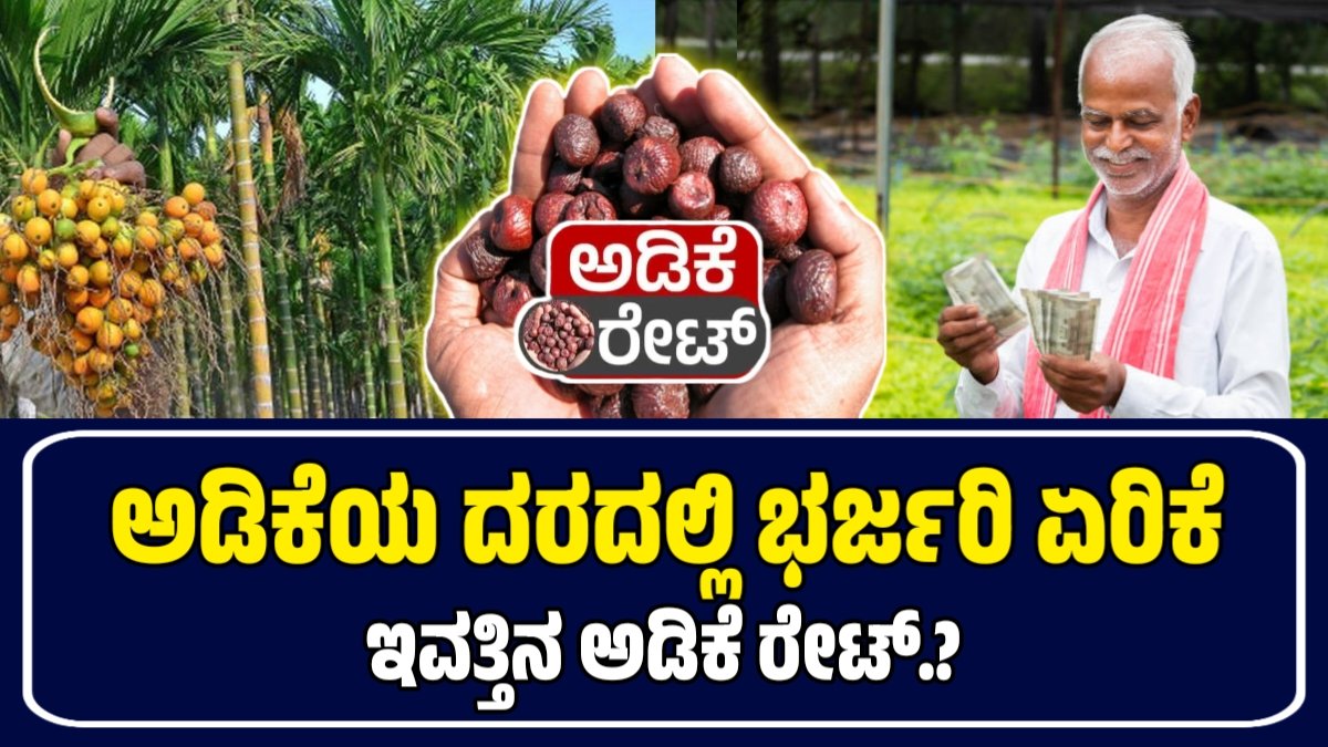 ಅಡಿಕೆ ಧಾರಣೆ