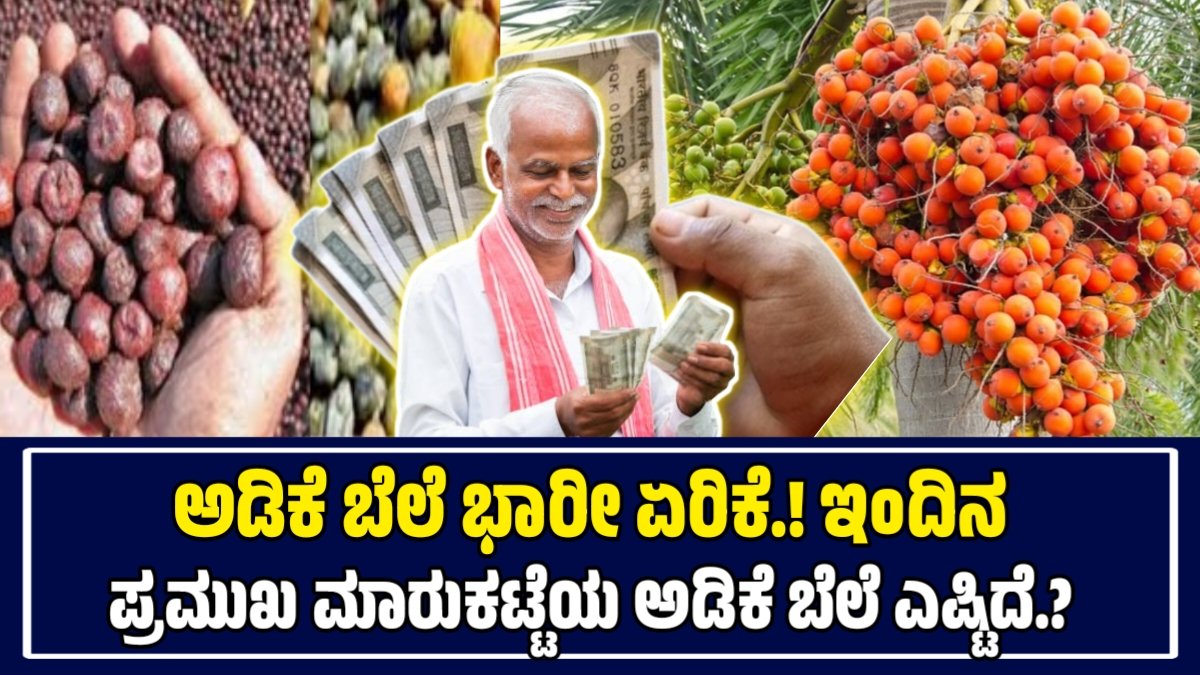 ಕರ್ನಾಟಕದಲ್ಲಿ ಇಂದಿನ ಅಡಿಕೆ ಮಾರುಕಟ್ಟೆ ದರಗಳು