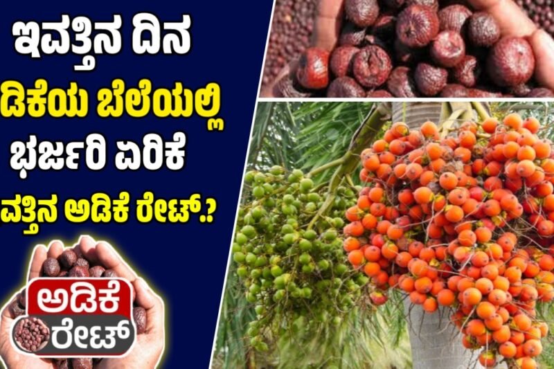 ಕರ್ನಾಟಕದ ಅಡಿಕೆ ಮಾರುಕಟ್ಟೆಯ ಬೆಲೆಗಳು: ನವೆಂಬರ್ 5, 2025 | Today Adike Rate 
