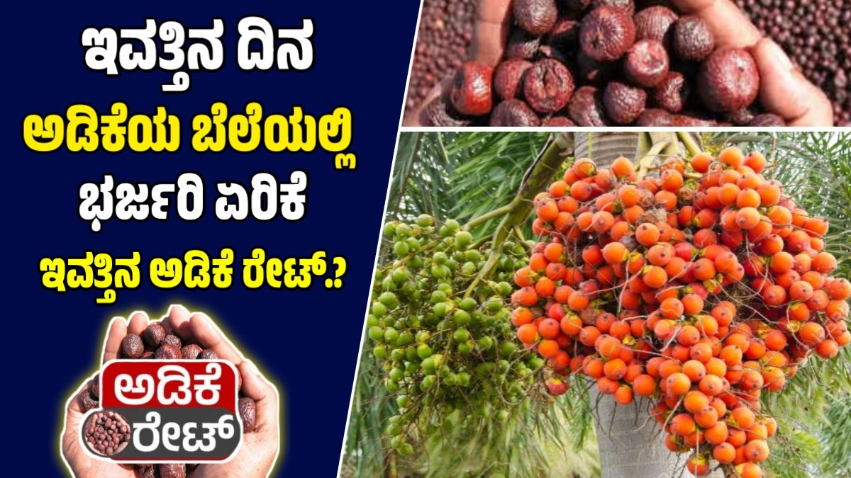 ಕರ್ನಾಟಕದ ಅಡಿಕೆ ಮಾರುಕಟ್ಟೆಯ ಬೆಲೆಗಳು