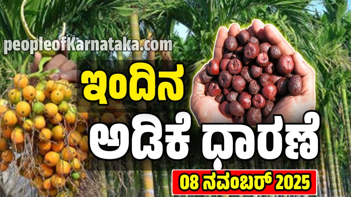 ನವೆಂಬರ್ 08, 2025ರಂದು ಕರ್ನಾಟಕದ ಪ್ರಮುಖ ಅಡಿಕೆ ಮಾರುಕಟ್ಟೆಗಳ ಧಾರಣೆ