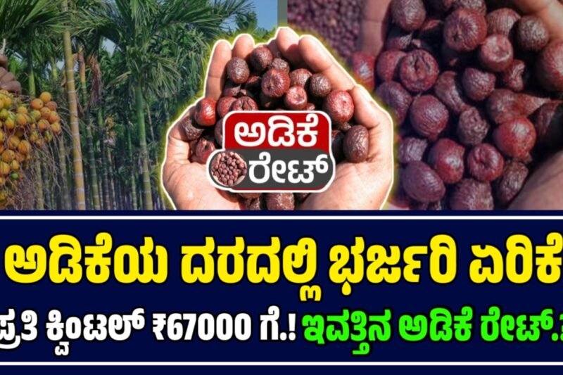 ಇಂದಿನ ಅಡಿಕೆ ಧಾರಣೆ | 9 ನವೆಂಬರ್ 2025 |  ಶಿವಮೊಗ್ಗದಲ್ಲಿ ರಾಶಿ ₹67000 ತಲುಪಿತು – ಎಲ್ಲ ಮಾರುಕಟ್ಟೆಗಳ ವಿವರ! Today Adike Rate