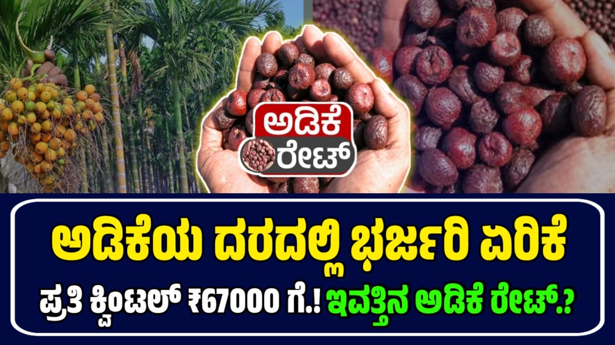 ಇಂದಿನ ಅಡಿಕೆ ಧಾರಣೆ