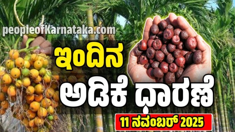 ಇಂದಿನ ಅಡಿಕೆ ಬೆಲೆಗಳು 11 ನವೆಂಬರ್ 2025 : ಕರ್ನಾಟಕದ ಪ್ರಮುಖ ಮಾರುಕಟ್ಟೆಗಳಲ್ಲಿ ಅಡಿಕೆ ಬೆಲೆಗಳ ವಿವರ – Today Adike Rate