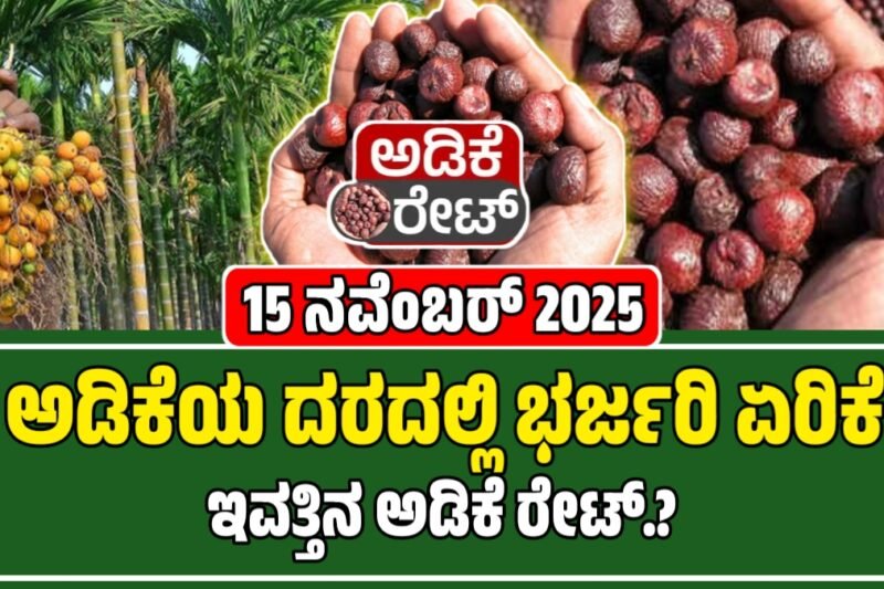 ಇಂದಿನ ಅಡಿಕೆ ಧಾರಣೆ: ಕರ್ನಾಟಕದಲ್ಲಿ 15 ನವೆಂಬರ್ 2025 ರಂದು ಅಡಿಕೆ ಮಾರುಕಟ್ಟೆ ದರಗಳು -ಪ್ರಮುಖ ಕೇಂದ್ರಗಳ ಬೆಲೆಯ ವಿವರಣೆ | Today Adike Rate