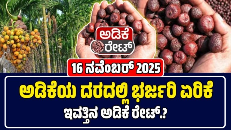 ಅಡಿಕೆ ಧಾರಣೆ 16 ನವೆಂಬರ್ 2025: ಕರ್ನಾಟಕದ ಪ್ರಮುಖ ಮಾರುಕಟ್ಟೆಯಲ್ಲಿ ಇಂದಿನ ಅಡಿಕೆ ದರಗಳು ಎಷ್ಟಿವೆ ಇಲ್ಲಿದೆ ವಿವರ