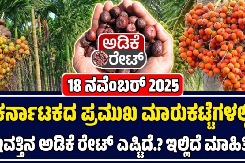 ಅಡಿಕೆ ಧಾರಣೆ 18-11-2025: ಕರ್ನಾಟಕದ ಅಡಿಕೆ ಮಾರುಕಟ್ಟೆಯಲ್ಲಿ ಇಂದಿನ ಬೆಲೆಗಳ | Today Adike Rate