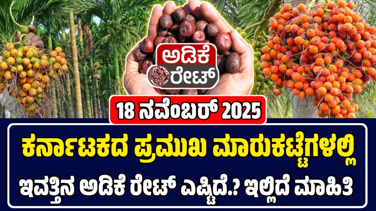 ಅಡಿಕೆ ಧಾರಣೆ 18-11-2025