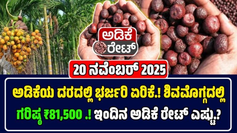 ಅಡಿಕೆ ಧಾರಣೆ 20-11-2025