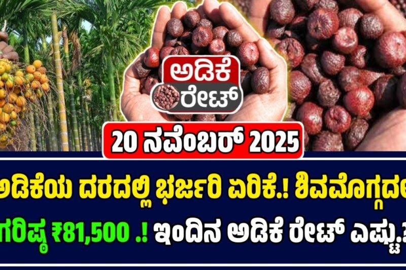 ಅಡಿಕೆ ಧಾರಣೆ 20-11-2025: ಇಂದಿನ ಅಡಿಕೆ ಮಾರುಕಟ್ಟೆಯಲ್ಲಿ ಅಡಿಕೆ ಬೆಲೆ ಭಾರೀ ಏರಿಕೆ, ಗರಿಷ್ಠ ₹81,500 | Today Adike Rate