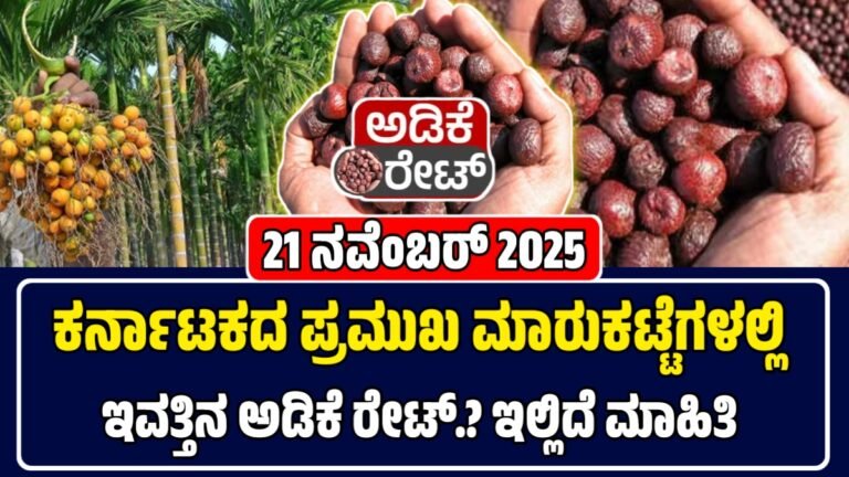 ಅಡಿಕೆ ಧಾರಣೆ 21-11-2025: ಇಂದಿನ ಅಡಿಕೆ ಮಾರುಕಟ್ಟೆಯಲ್ಲಿ ಅಡಿಕೆ ಬೆಲೆ ಭಾರೀ ಏರಿಕೆ, ಗರಿಷ್ಠ ₹81,500 | Today Adike Rate