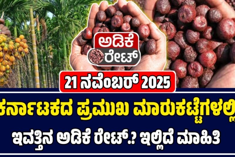 ಅಡಿಕೆ ಧಾರಣೆ 21-11-2025: ಇಂದಿನ ಅಡಿಕೆ ಮಾರುಕಟ್ಟೆಯಲ್ಲಿ ಅಡಿಕೆ ಬೆಲೆ ಭಾರೀ ಏರಿಕೆ, ಗರಿಷ್ಠ ₹81,500 | Today Adike Rate