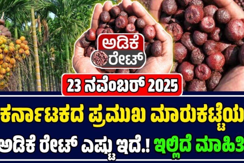 ಅಡಿಕೆ ಧಾರಣೆ 23-11-2025: ಕರ್ನಾಟಕದ ಅಡಿಕೆ ಮಾರುಕಟ್ಟೆಯಲ್ಲಿ ಇಂದಿನ ಬೆಲೆಗಳ | Today Adike Rate
