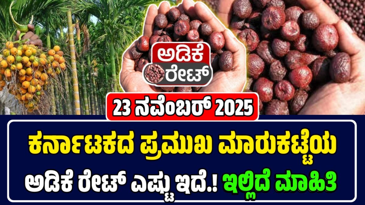 ಅಡಿಕೆ ಧಾರಣೆ 22-11-2025: