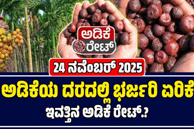 ಅಡಿಕೆ ಧಾರಣೆ 24-11-2025: ಕರ್ನಾಟಕದ ಅಡಿಕೆ ಮಾರುಕಟ್ಟೆಯಲ್ಲಿ ಇಂದಿನ ಧಾರಣೆ – ಶಿವಮೊಗ್ಗದಲ್ಲಿ ಗರಿಷ್ಠ ಬೆಲೆ ಏರಿಕೆ  | Today Adike Rate