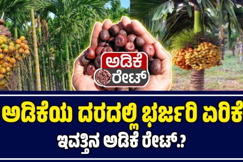 ಅಡಿಕೆ ಧಾರಣೆ: ಇಂದಿನ ಮಾರುಕಟ್ಟೆಯಲ್ಲಿ ಅಡಿಕೆ ಬೆಲೆ ಭಾರಿ ಏರಿಕೆ.! ಇಂದಿನ ಅಡಿಕೆ ದರ ಎಷ್ಟು.?