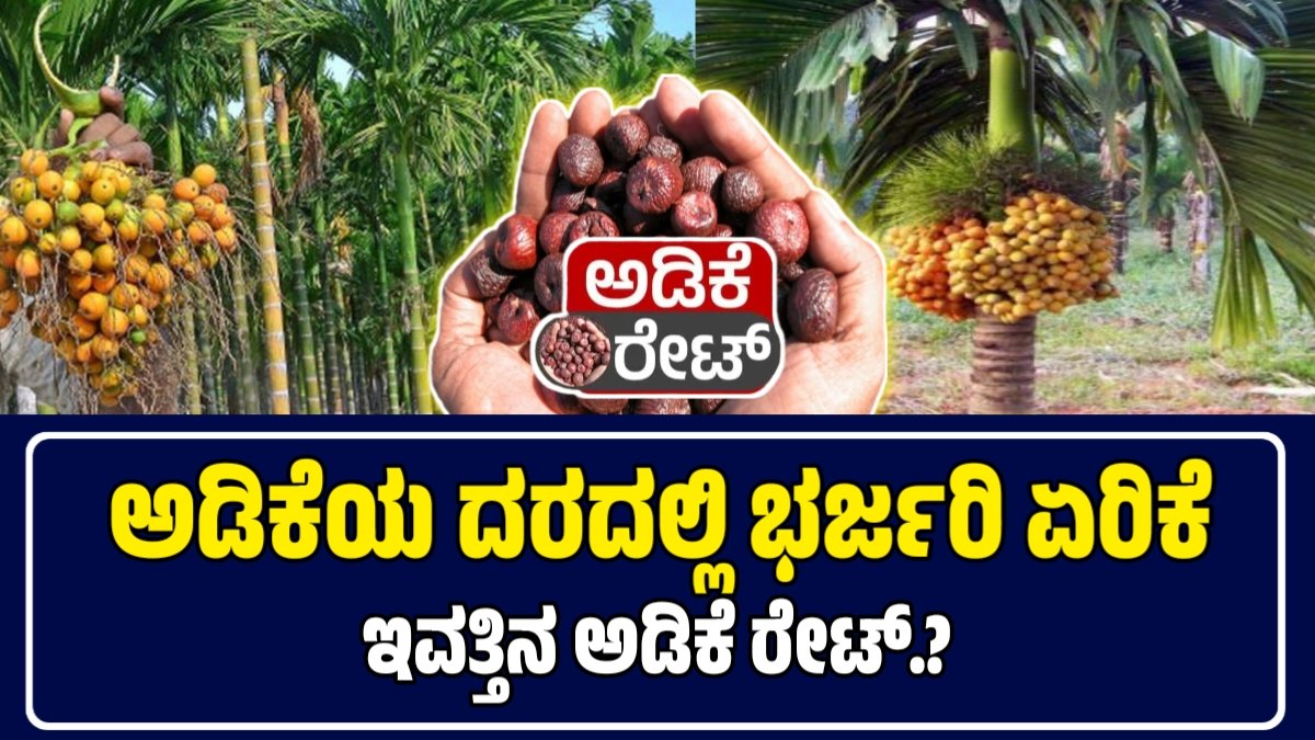 ಅಡಿಕೆ ಧಾರಣೆ