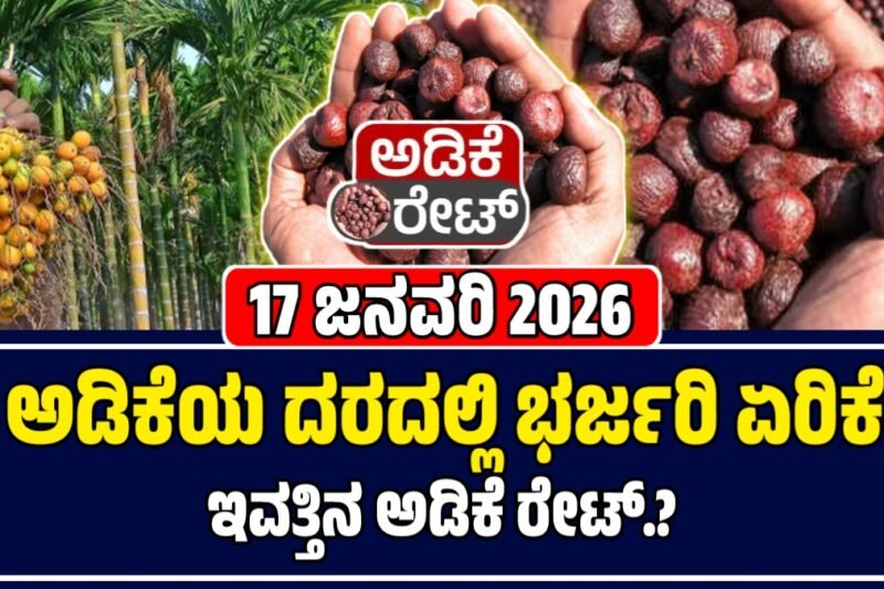 ಅಡಿಕೆ ಕಾಯಿ 17 ಜನವರಿ 2026