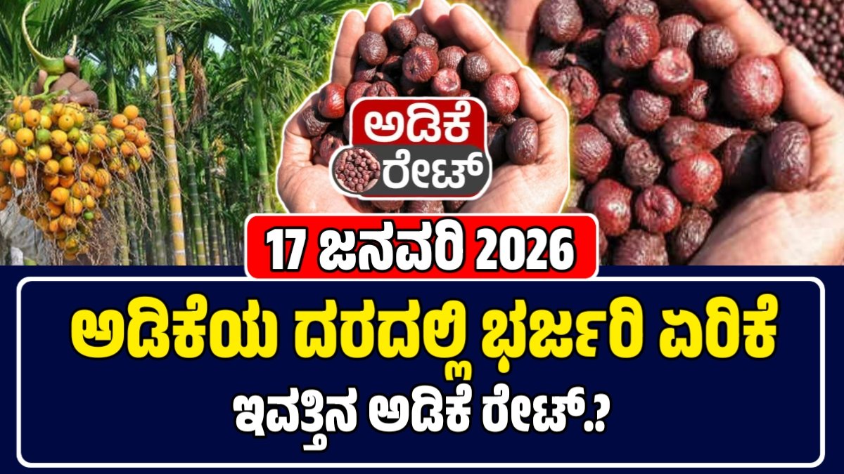 ಅಡಿಕೆ ಕಾಯಿ 17 ಜನವರಿ 2026