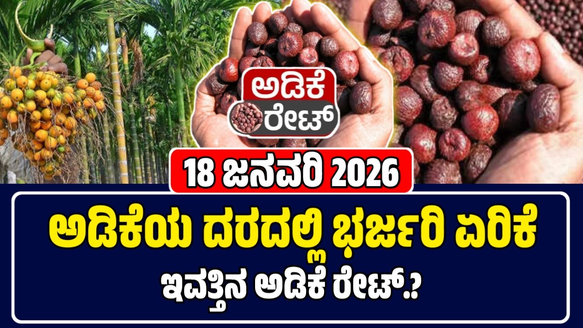 ಅಡಿಕೆ ಕಾಯಿ 18 ಜನವರಿ 2026