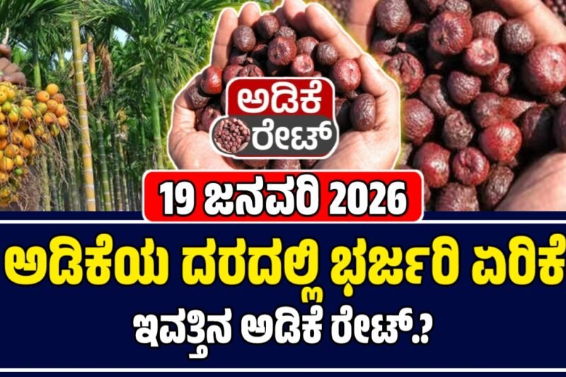 ಕರ್ನಾಟಕದಲ್ಲಿ ಇಂದಿನ ಅಡಿಕೆ ಮಾರುಕಟ್ಟೆ ದರಗಳು: 19 ಜನವರಿ 2026