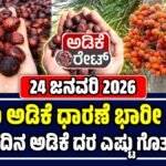 ಅಡಿಕೆ ಕಾಯಿ