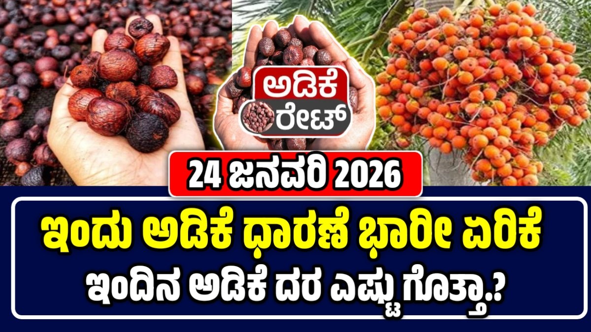 ಅಡಿಕೆ ಕಾಯಿ